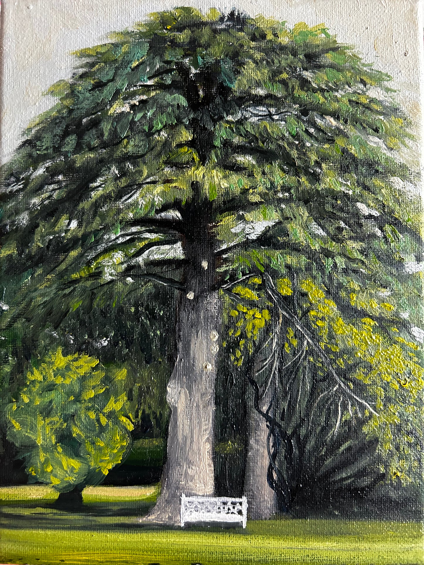 Cedar tree